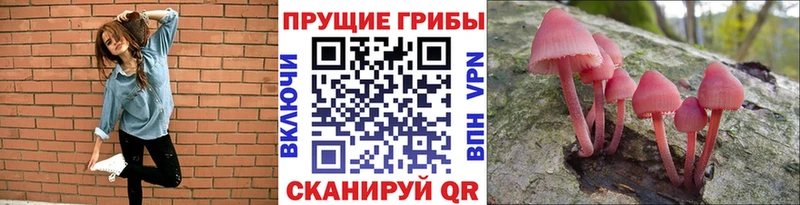 Купить закладки  Суздаль  Галлюциногенные грибы ЛСД 